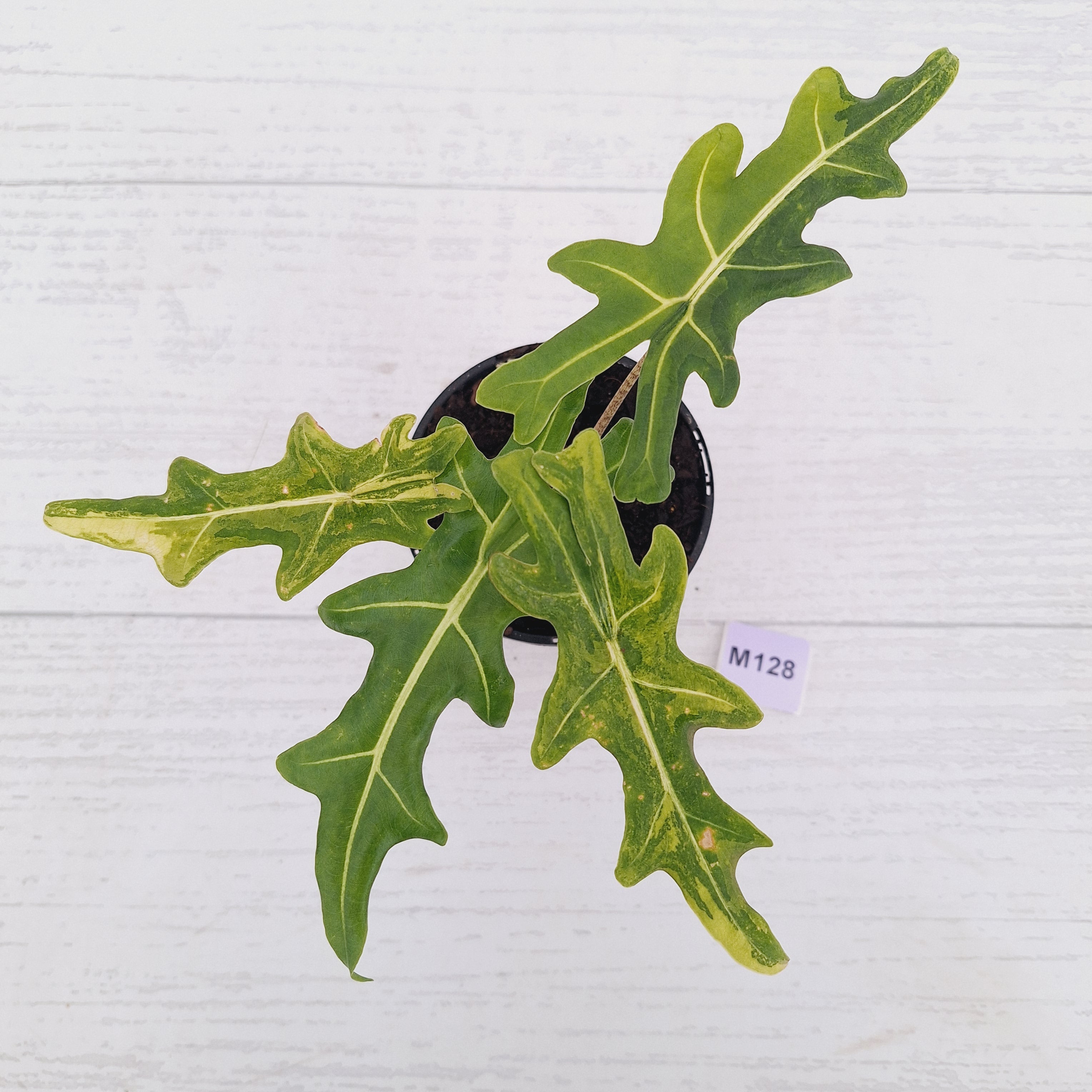 Alocasia portei Malaysian Monster variegata (aurea)