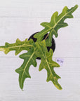Alocasia portei Malaysian Monster variegata (aurea)