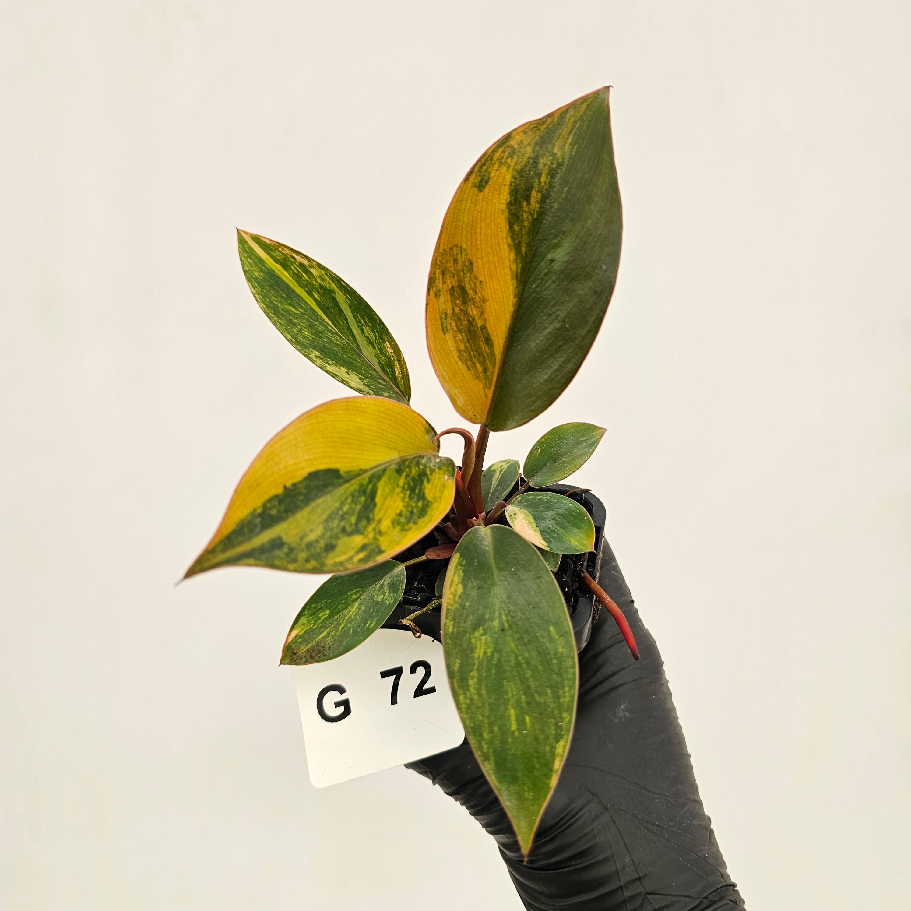 Philodendron 'Rojo Congo Variegated' - SALE