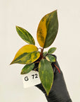 Philodendron 'Rojo Congo Variegated' - SALE