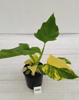 Philodendron warscewiczii Gold Variegata