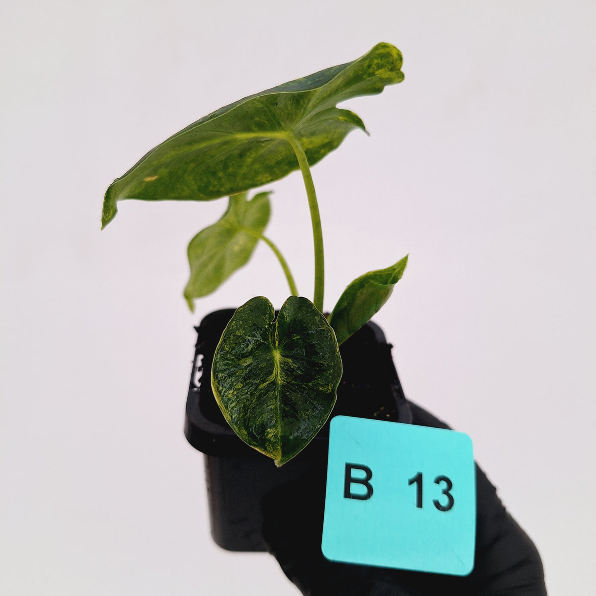 Alocasia Meclizine Aurea Variegata - sale