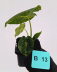 Alocasia Meclizine Aurea Variegata - sale