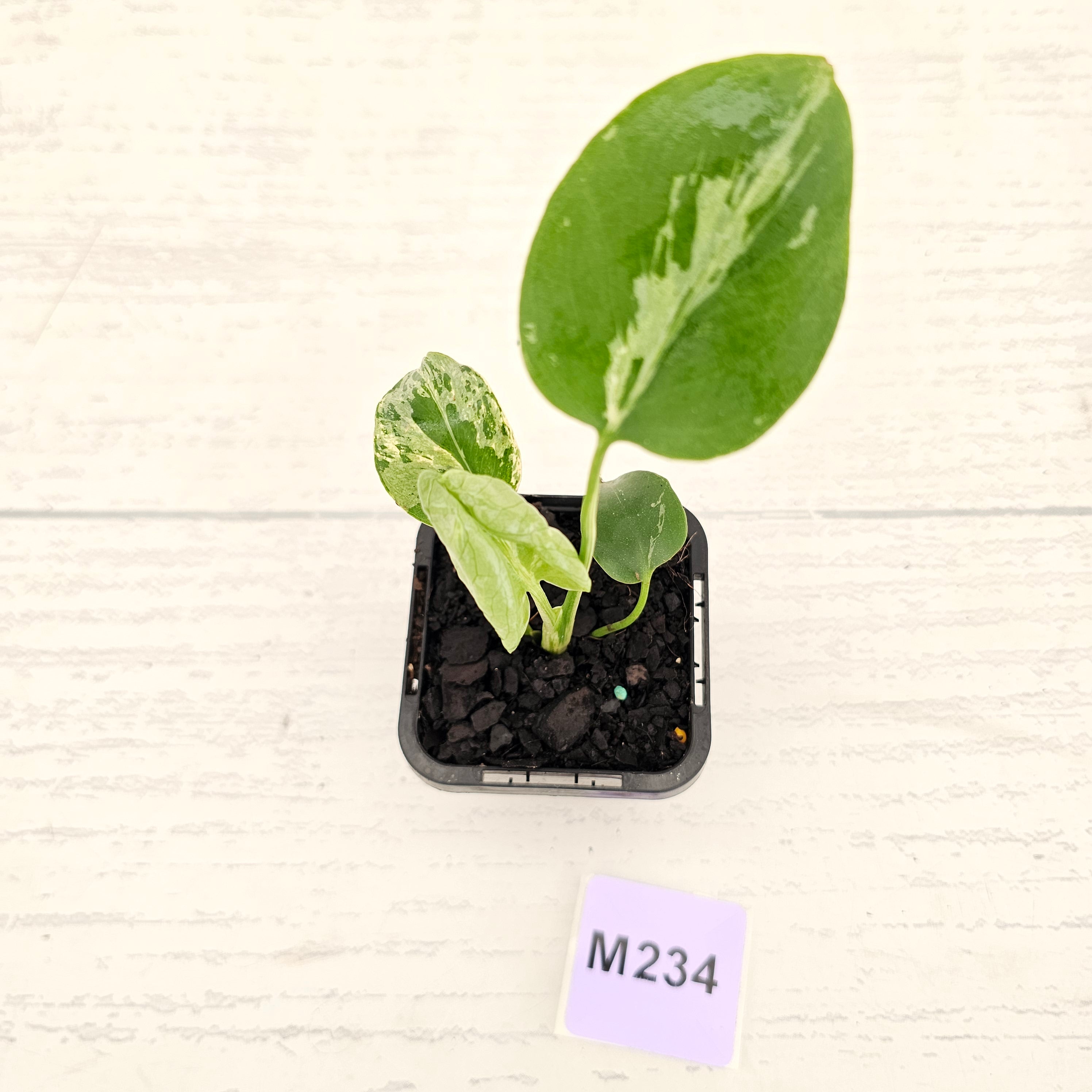 Monstera Deliciosa 'Bulbasaur' - 70mm