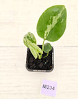 Monstera Deliciosa 'Bulbasaur' - 70mm