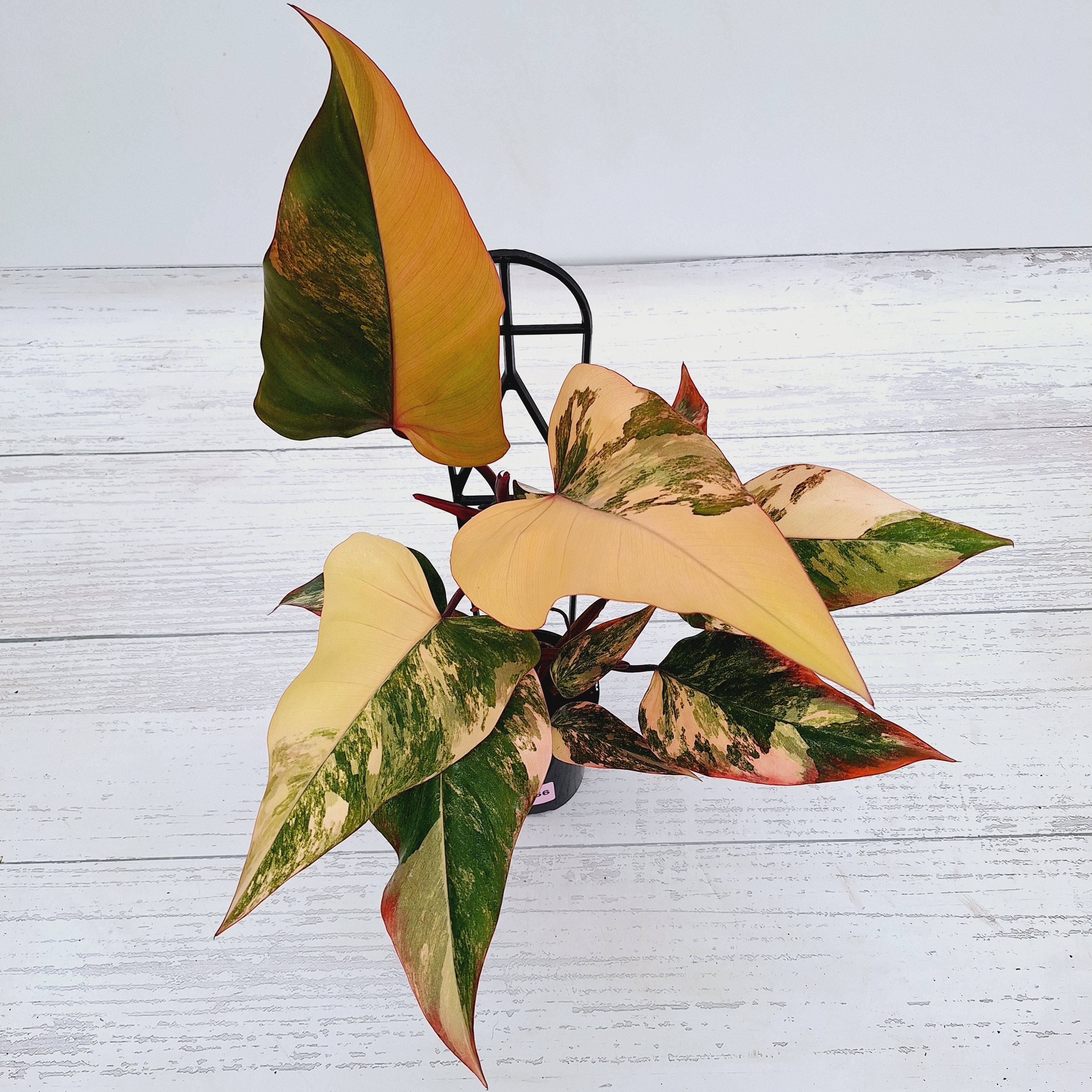 Philodendron erubescens Strawberry Shake