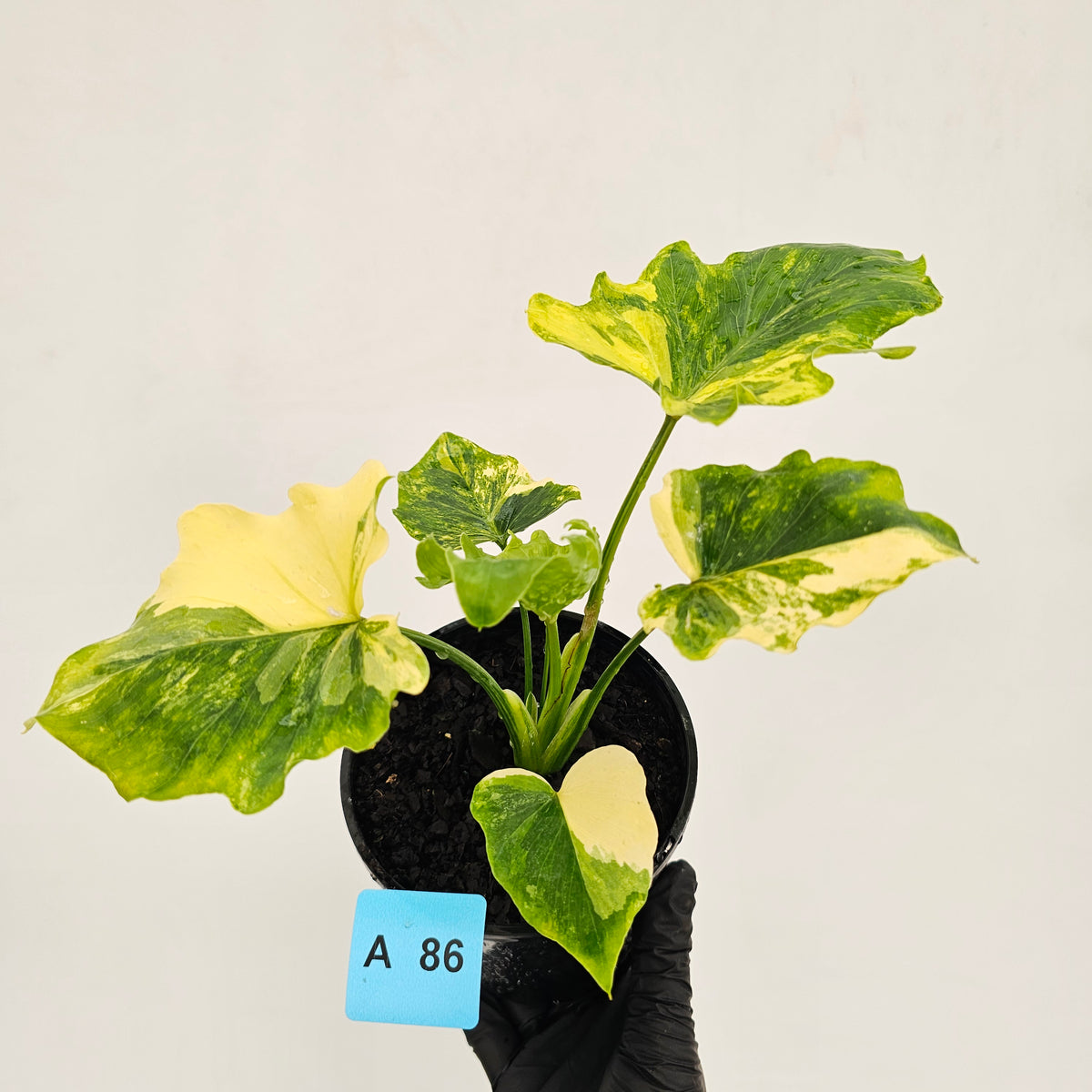 Philodendron bipinnatifidum variegata - SALE