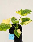 Philodendron bipinnatifidum variegata - SALE