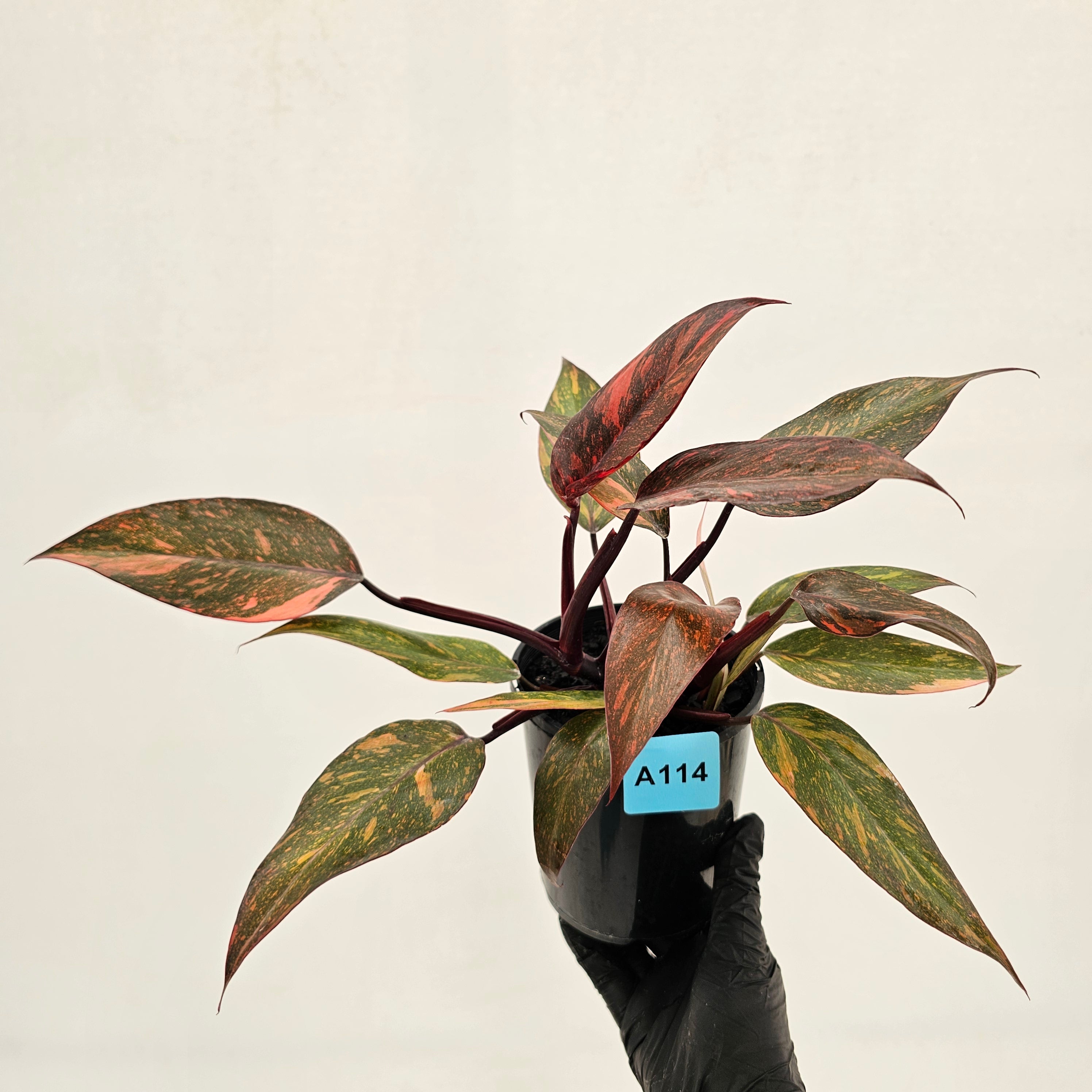 Philodendron 'Orange Princess'