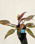 Philodendron 'Orange Princess'
