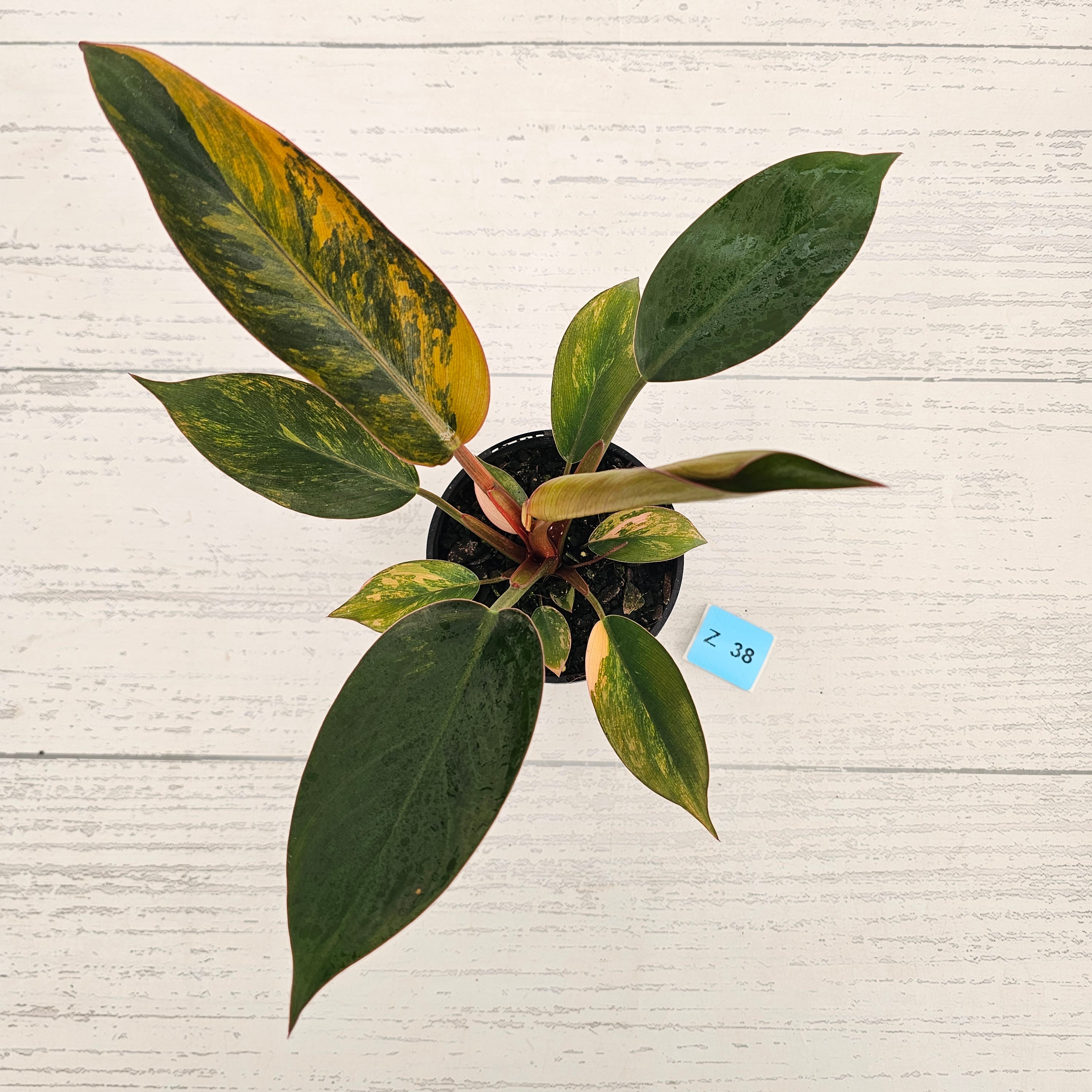 Philodendron 'Rojo Congo Variegated' 125mm