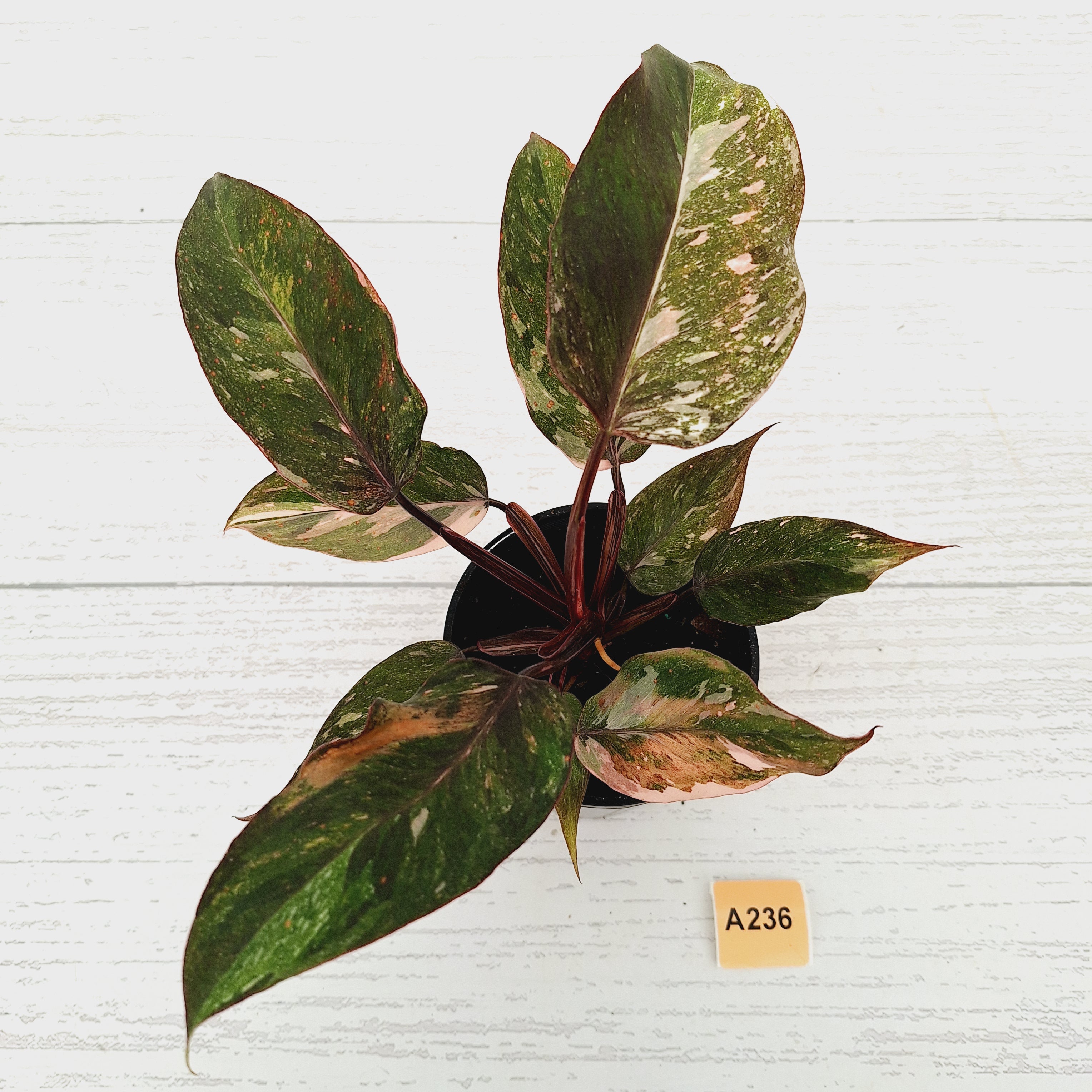 Philodendron &#39;Pink Princess Galaxy Marble&#39; Sport - Perfectly Imperfect