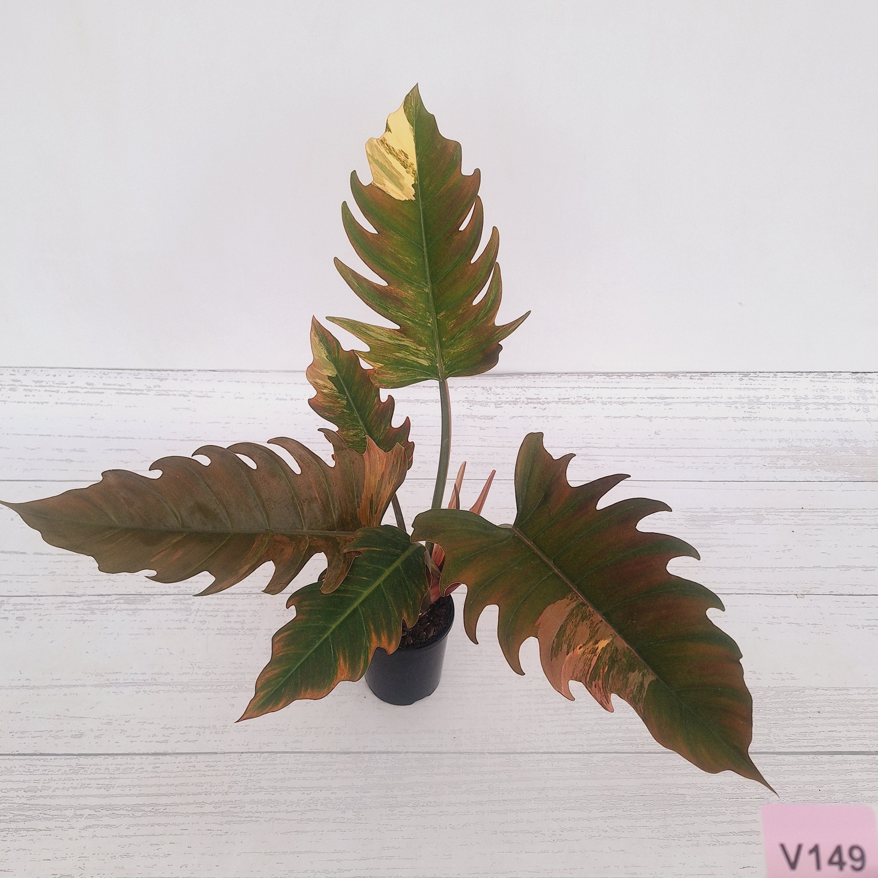 Philodendron serratum Caramel Marble