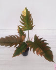 Philodendron serratum Caramel Marble