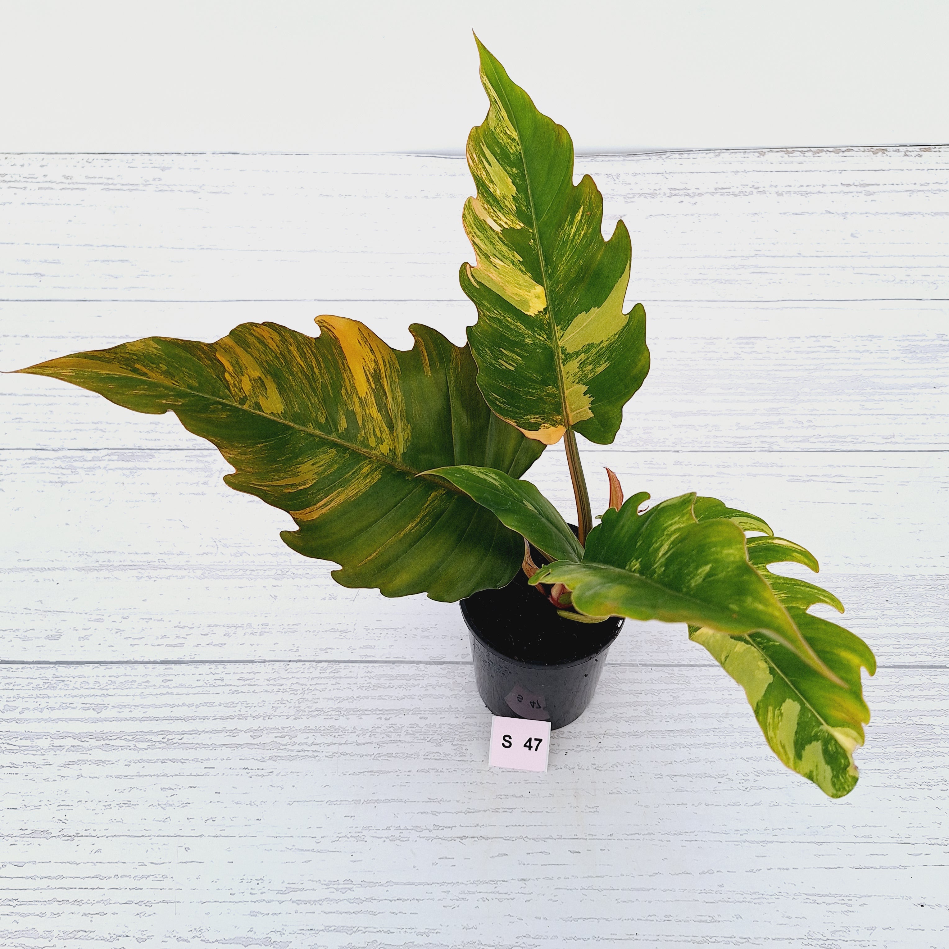 Philodendron serratum Caramel Marble