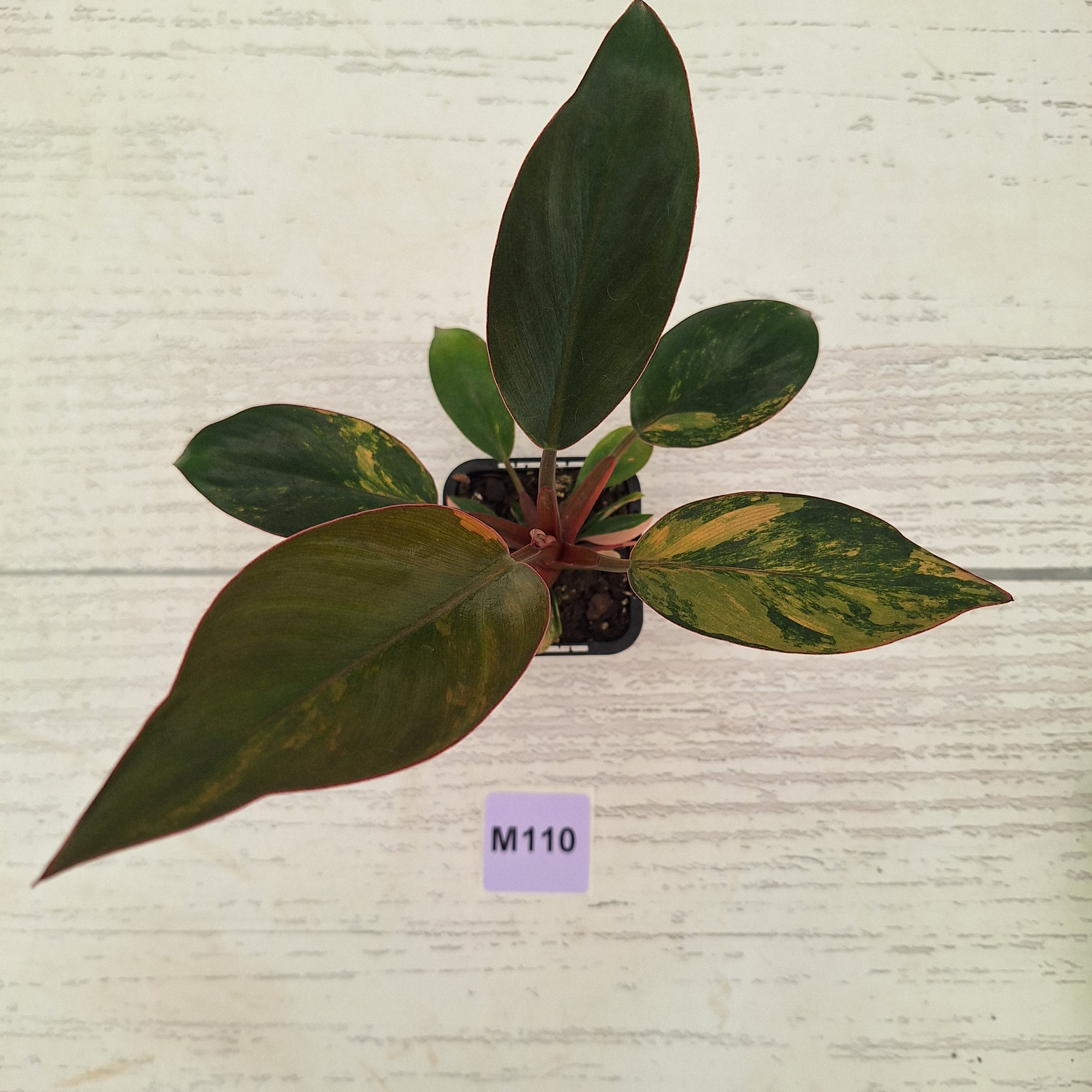 Philodendron 'Rojo Congo Variegated' 70mm