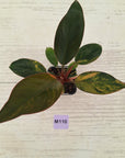 Philodendron 'Rojo Congo Variegated' 70mm