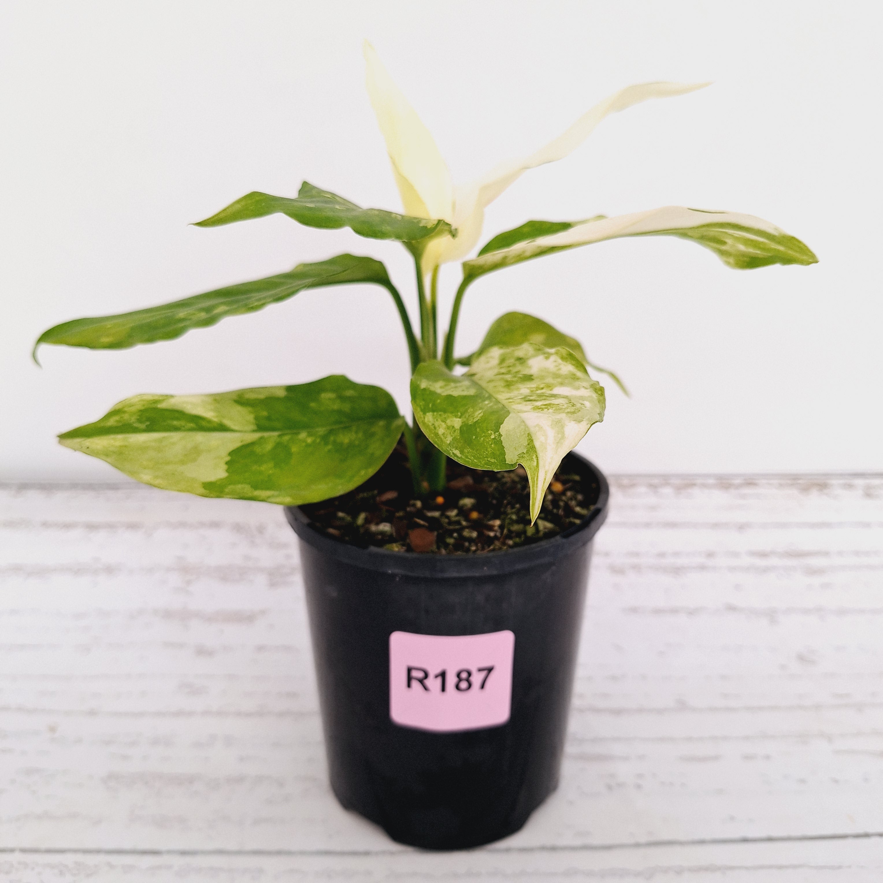 Aglaonema modestum variegata