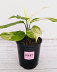 Aglaonema modestum variegata