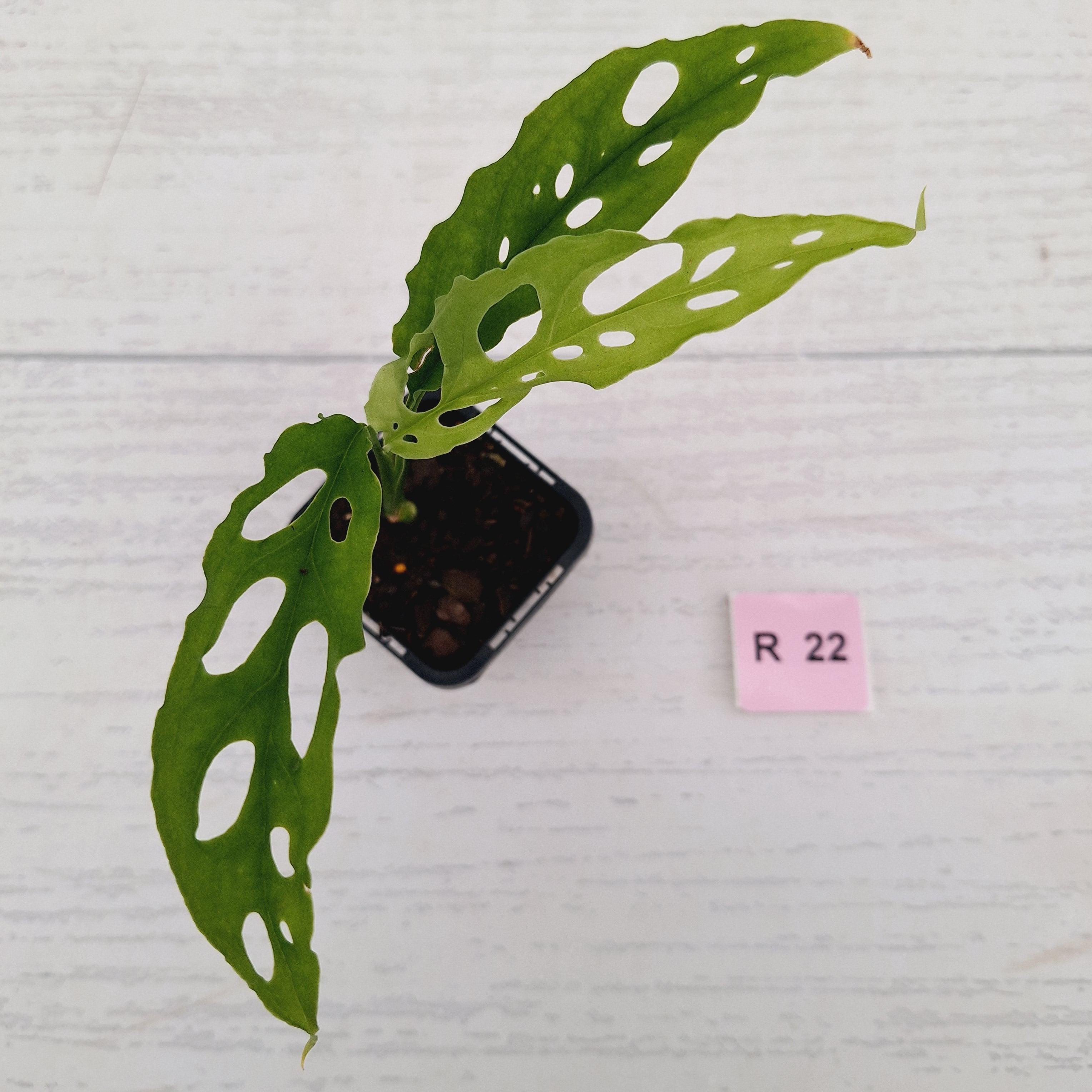 Monstera obliqua ‘Peru’
