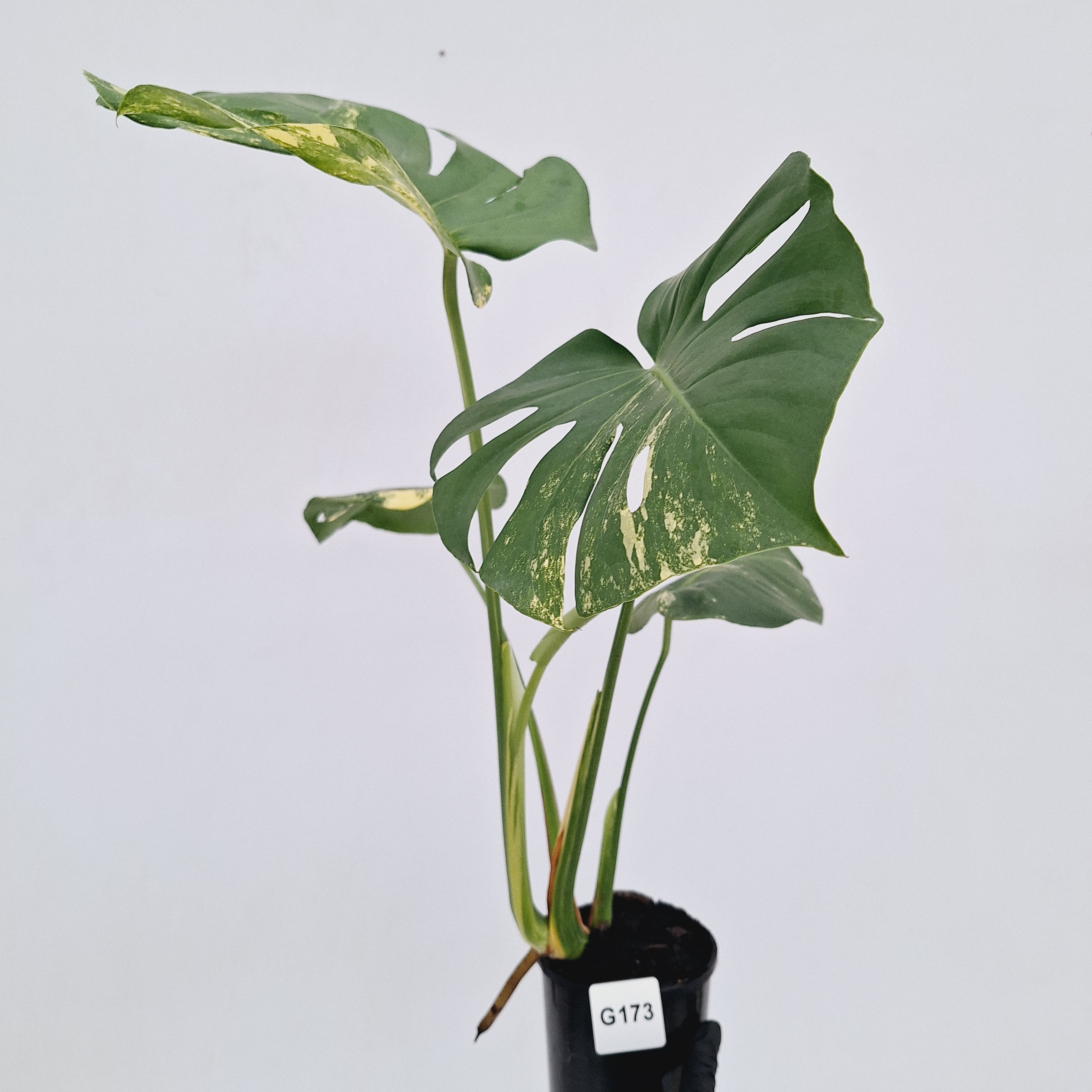 Monstera deliciosa Variegata