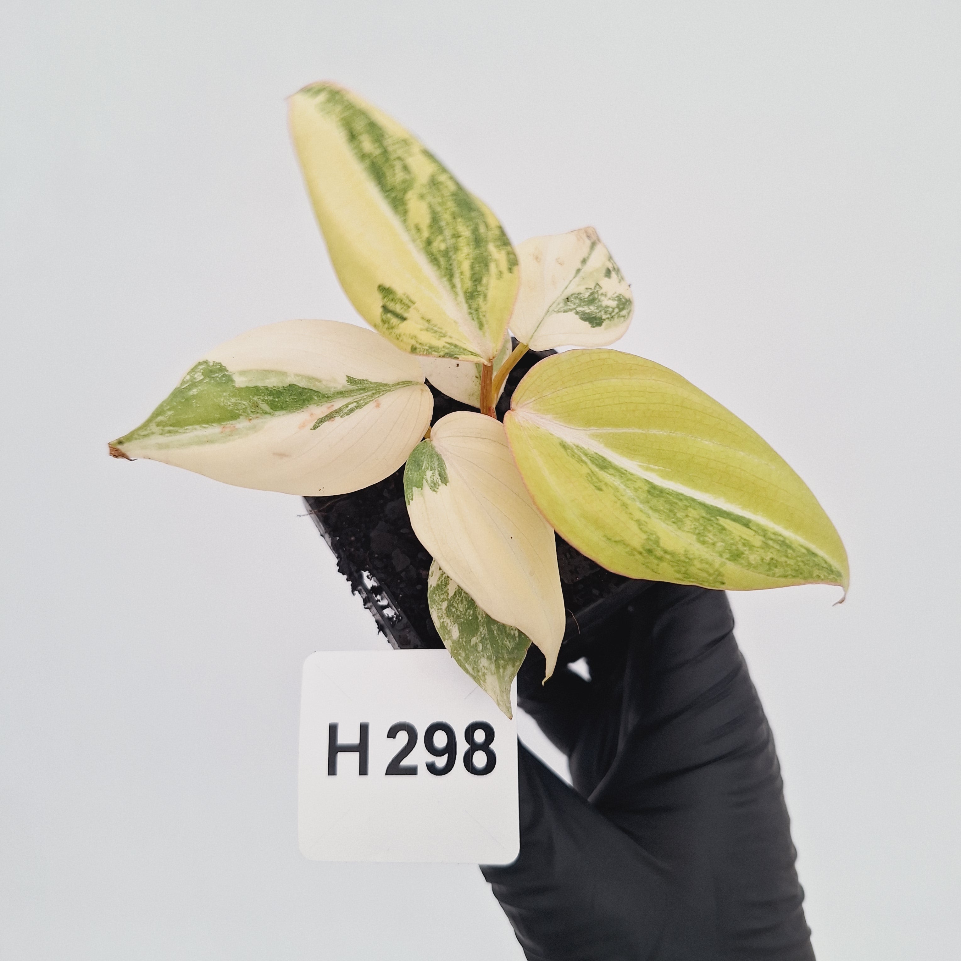 Philodendron gloriosum white vien variegata - SALE