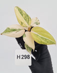 Philodendron gloriosum white vien variegata - SALE