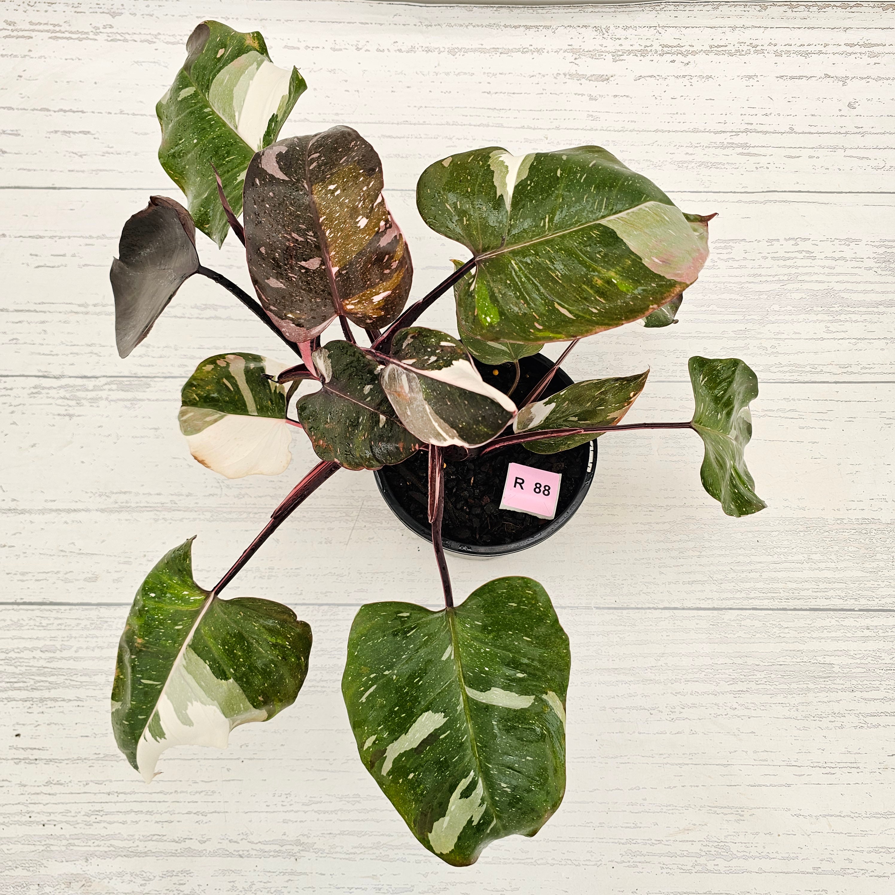 Philodendron erubescens 'Red Anderson'