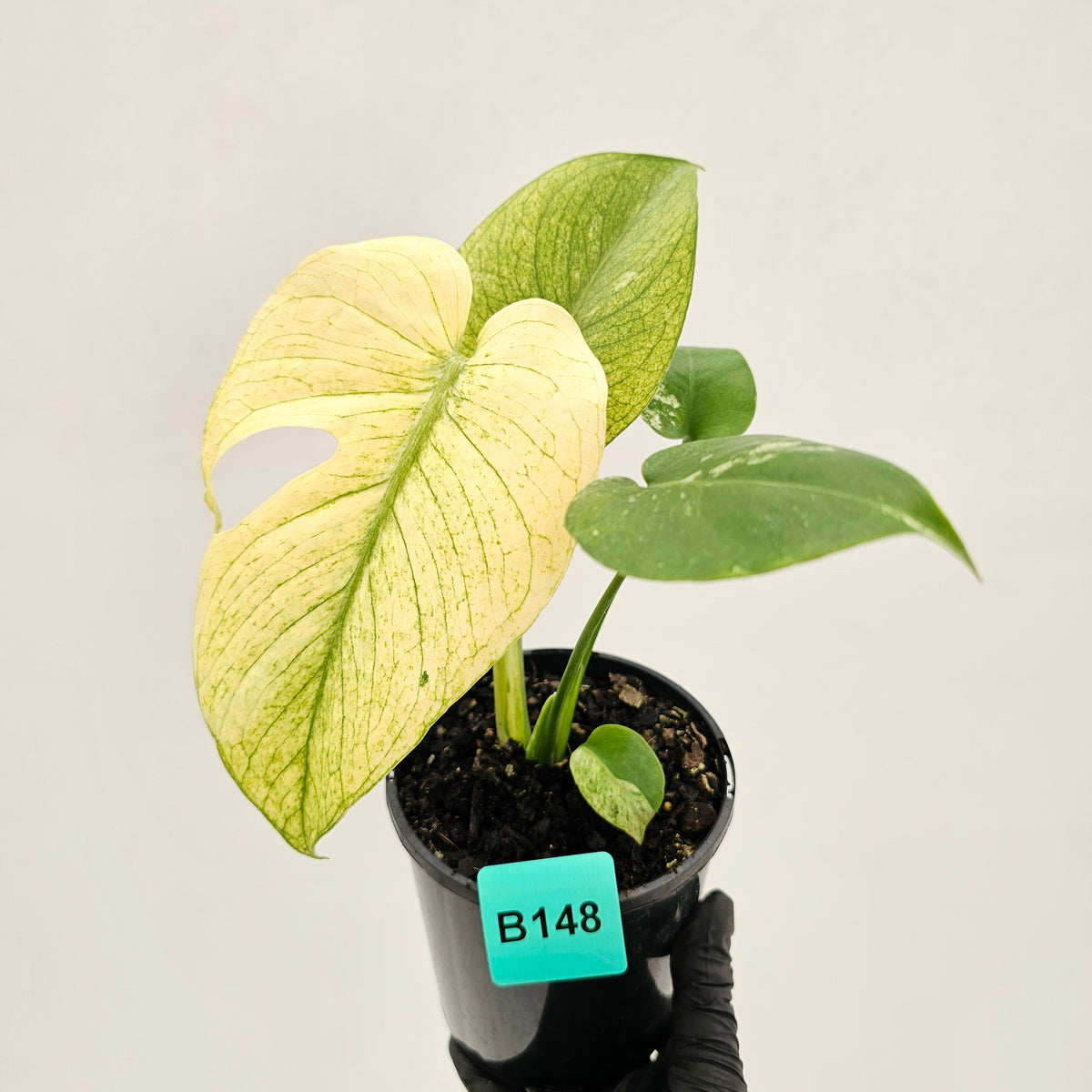 Monstera Deliciosa 'White Monster'