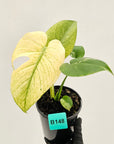 Monstera Deliciosa 'White Monster'