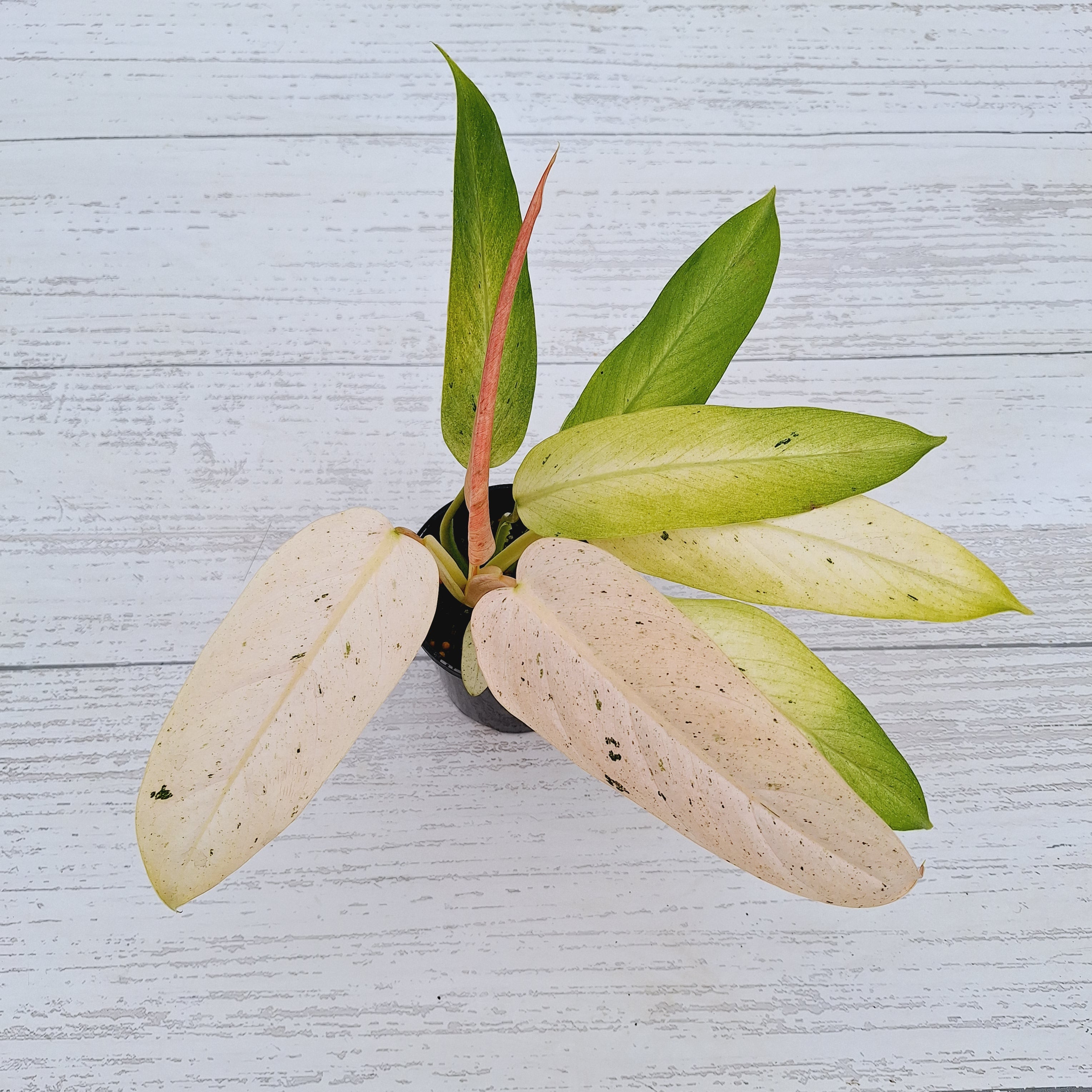 Philodendron  &#39;Whipple Way&#39;