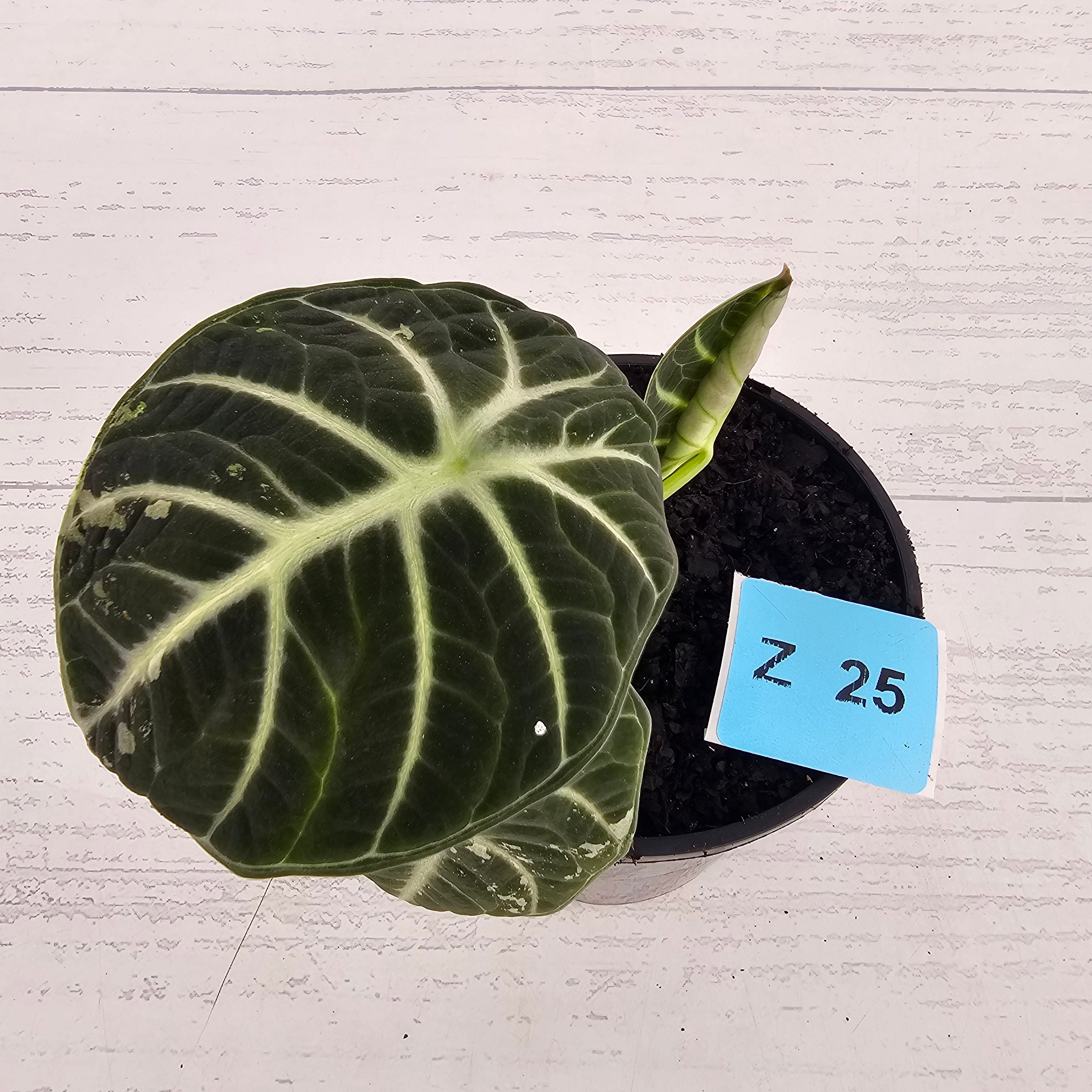 Alocasia reginula 'Ninja Variegata'