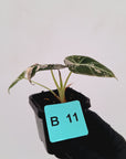 Alocasia reginula 'Black Velvet variegata'