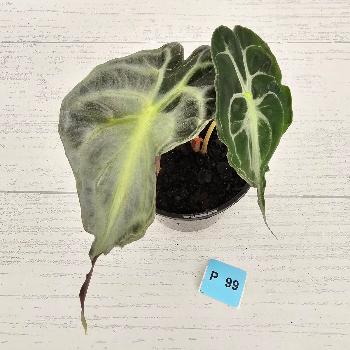 Alocasia Venom