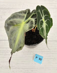 Alocasia Venom