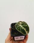 Alocasia reginula 'Black Velvet variegata'
