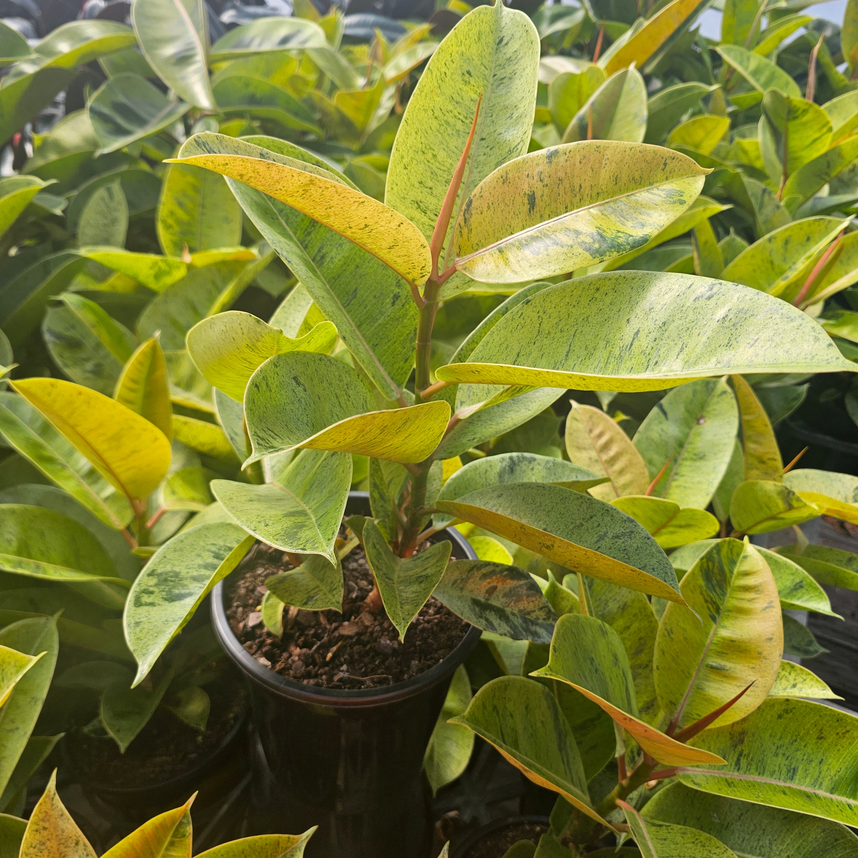 Ficus elastica 'Shivereana'