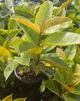 Ficus elastica 'Shivereana'