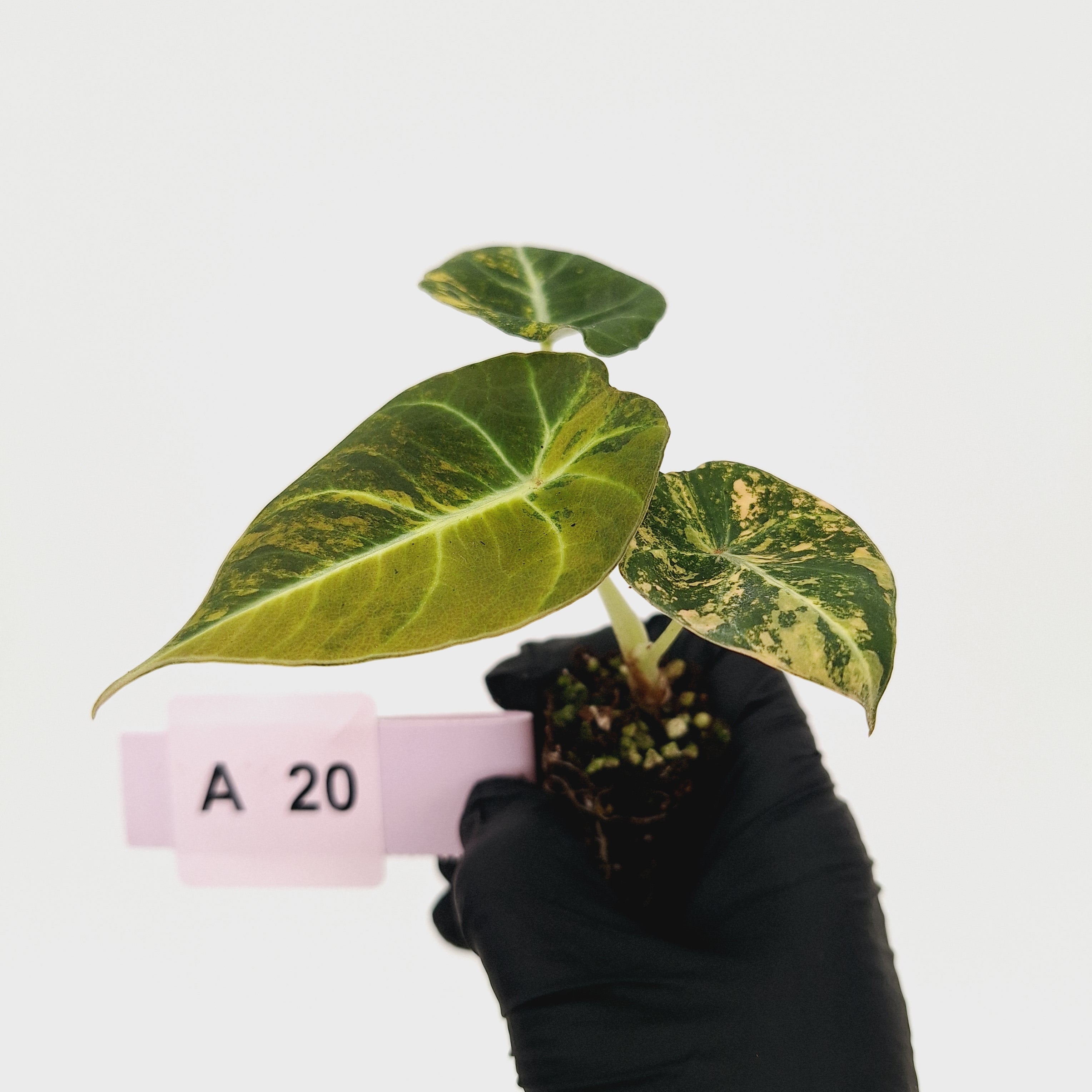 Alocasia reginula 'Black Velvet variegata'- Bare Bottom Baby