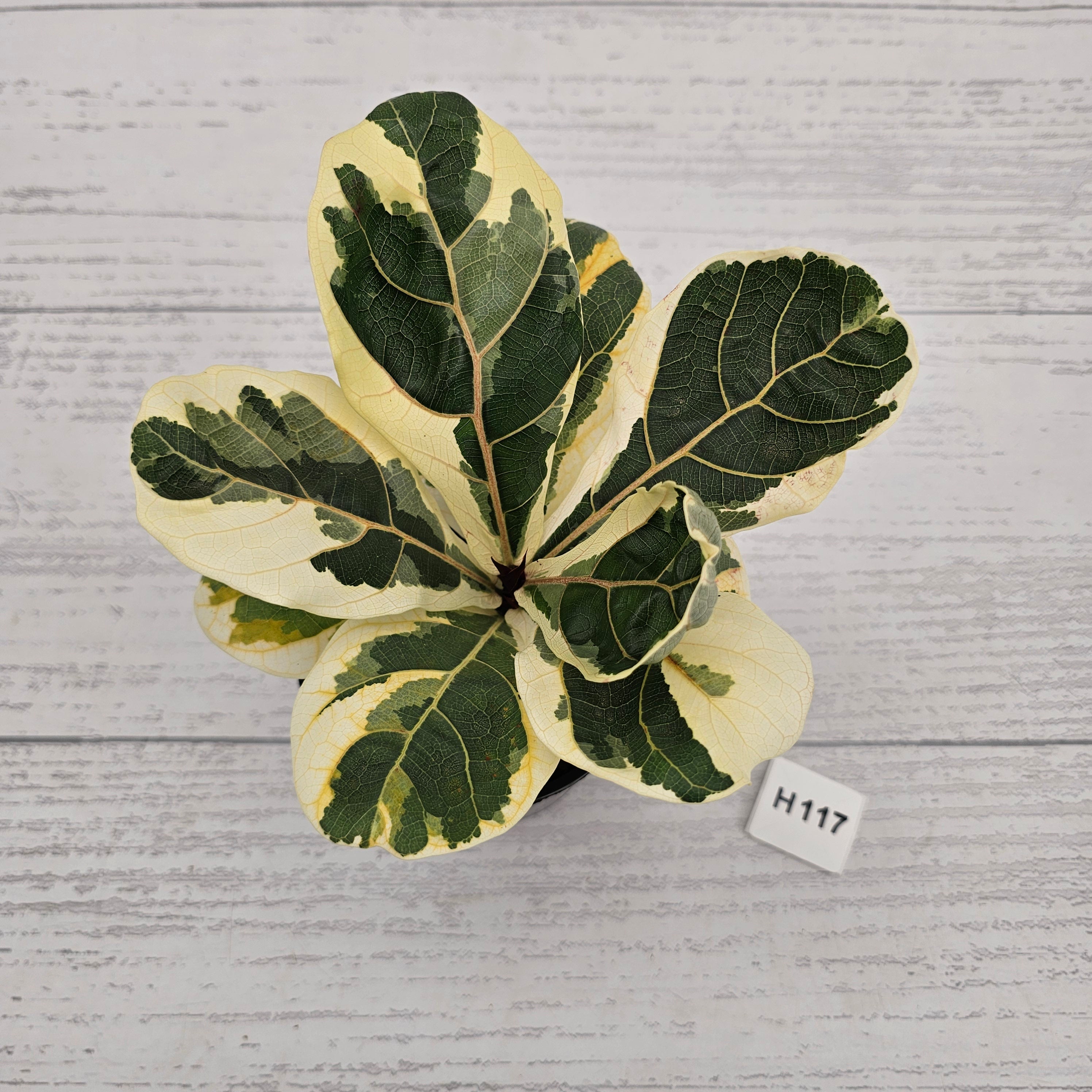Ficus lyrata Variegata