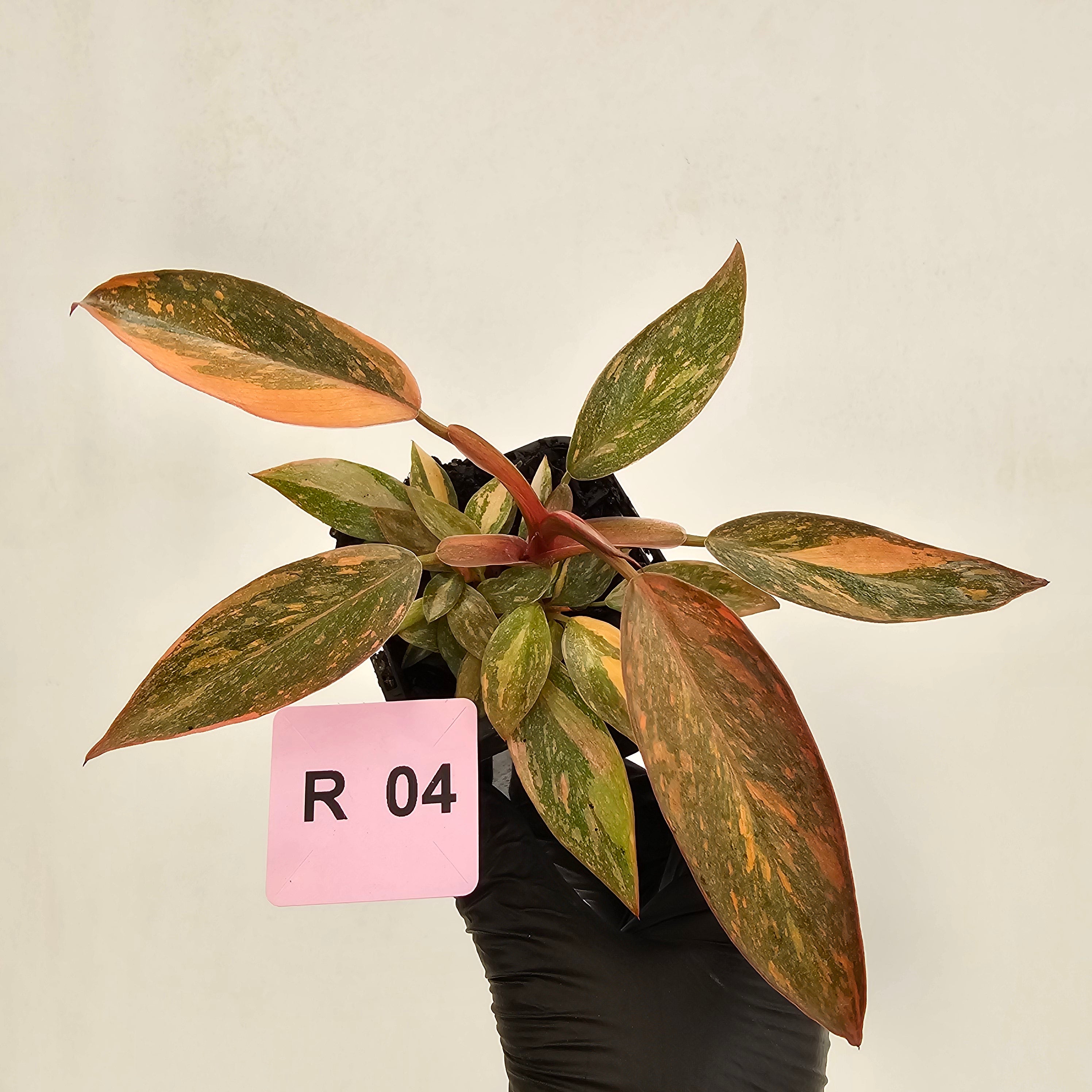 Philodendron 'Orange Princess' 70mm