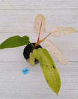 Philodendron  'Whipple Way' SALE