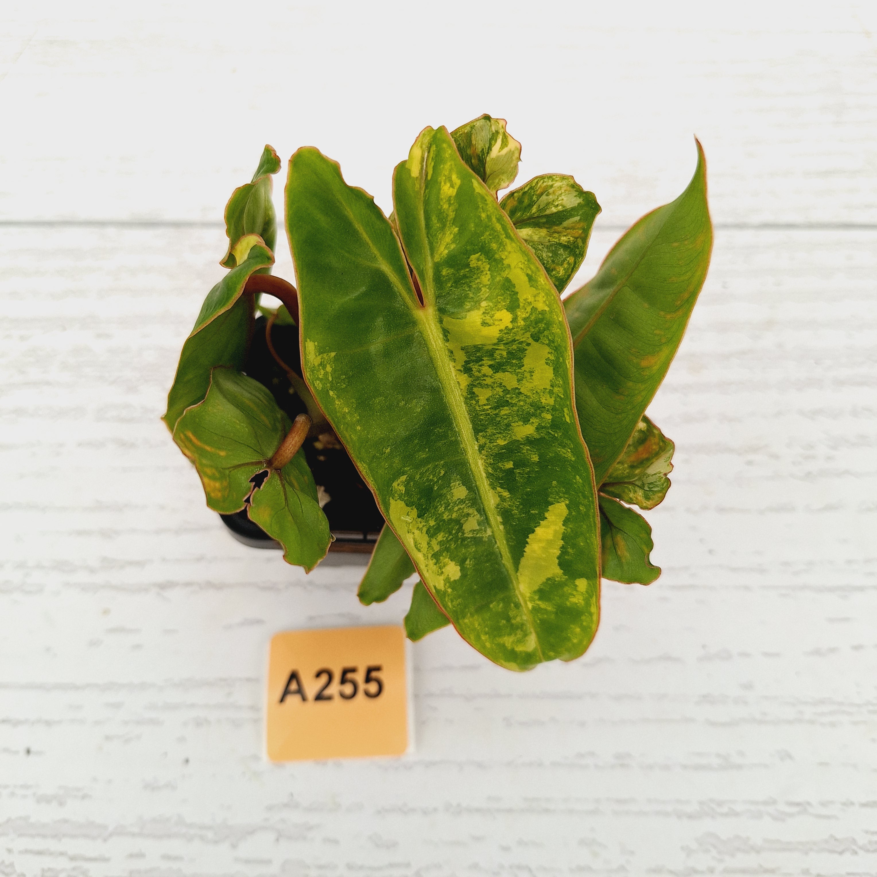 Philodendron billietiae Variegata