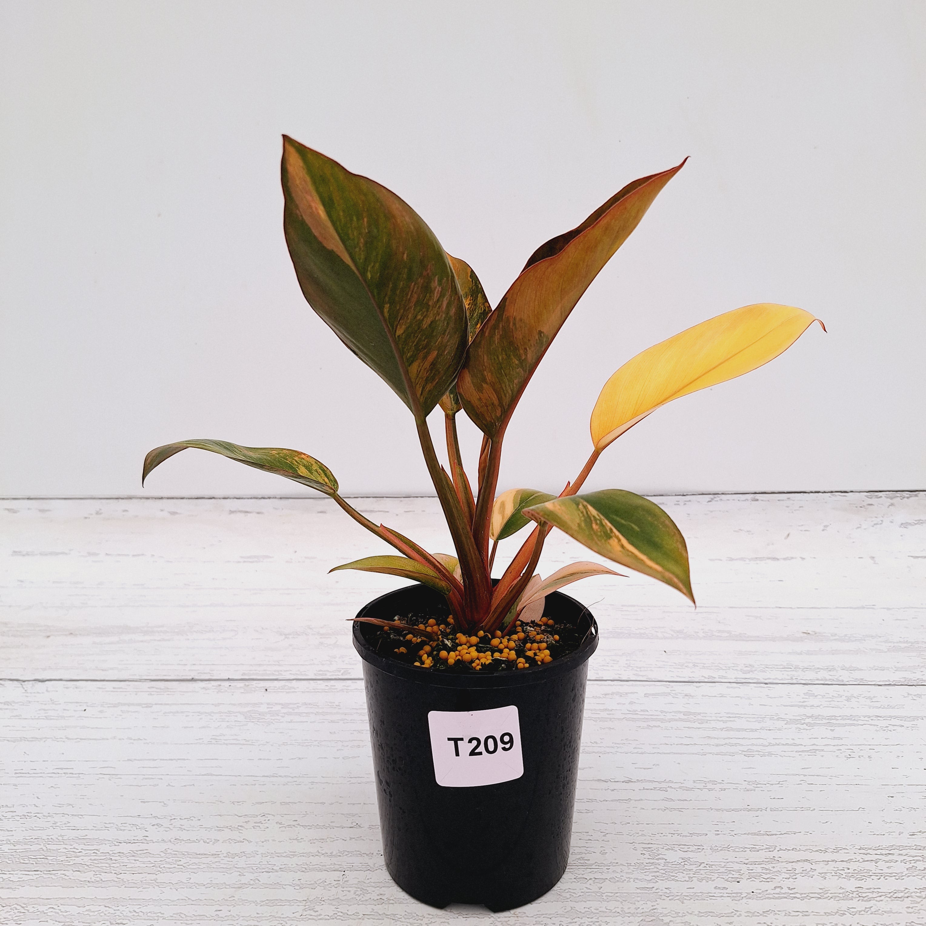 Philodendron &#39;Rojo Congo Variegated&#39;