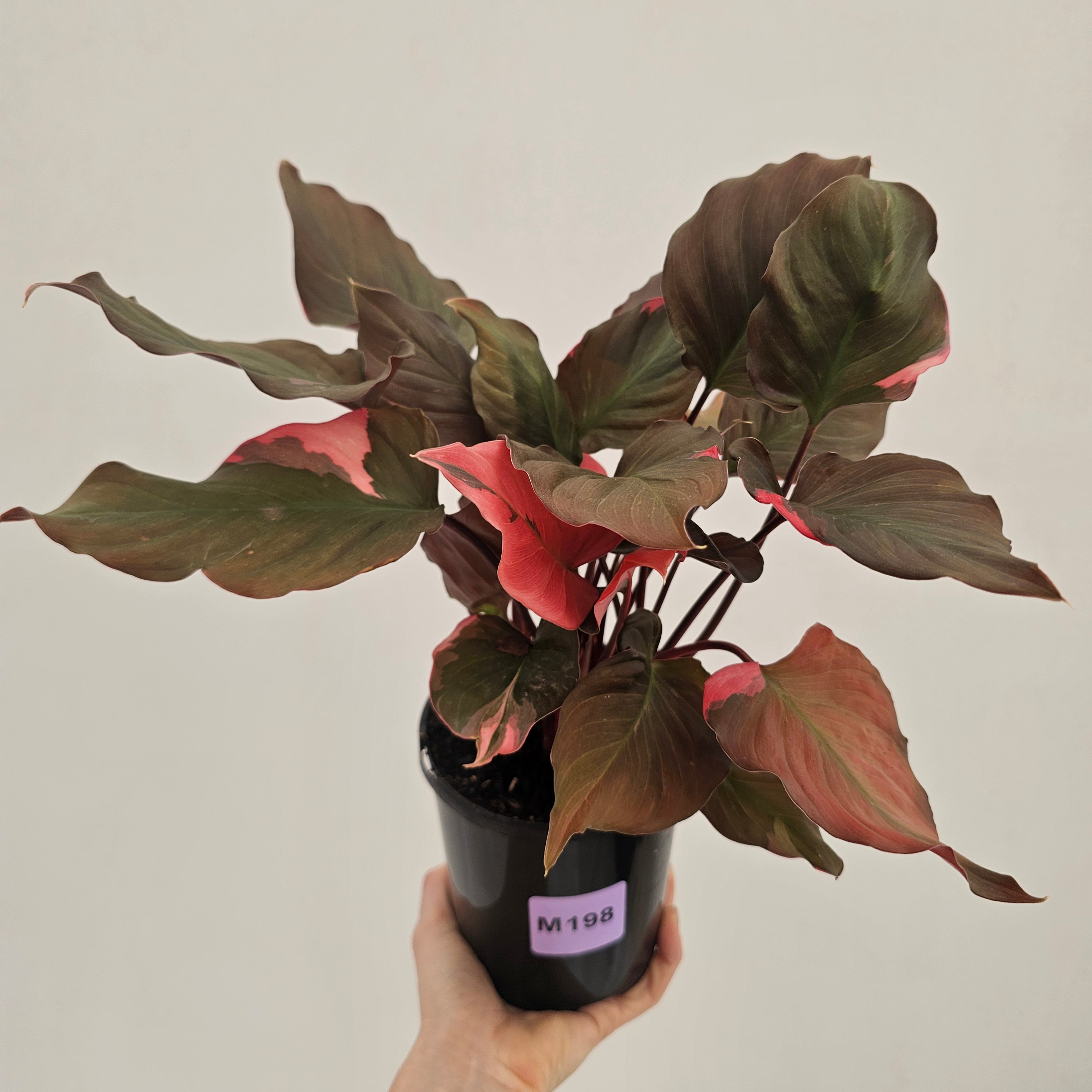 Homalomena rubescens Flaming Red Variegata