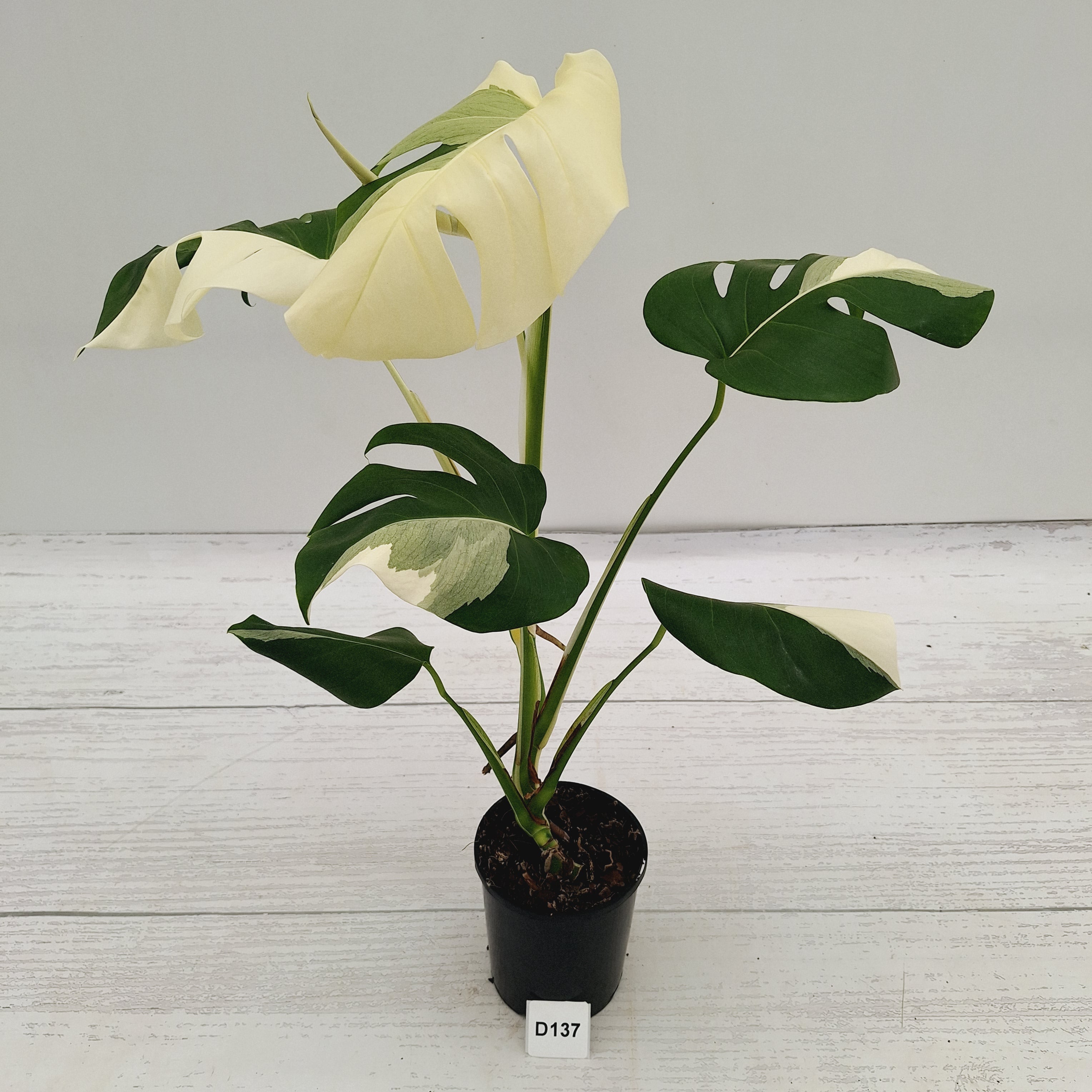 Monstera borsigiana 'Albo'