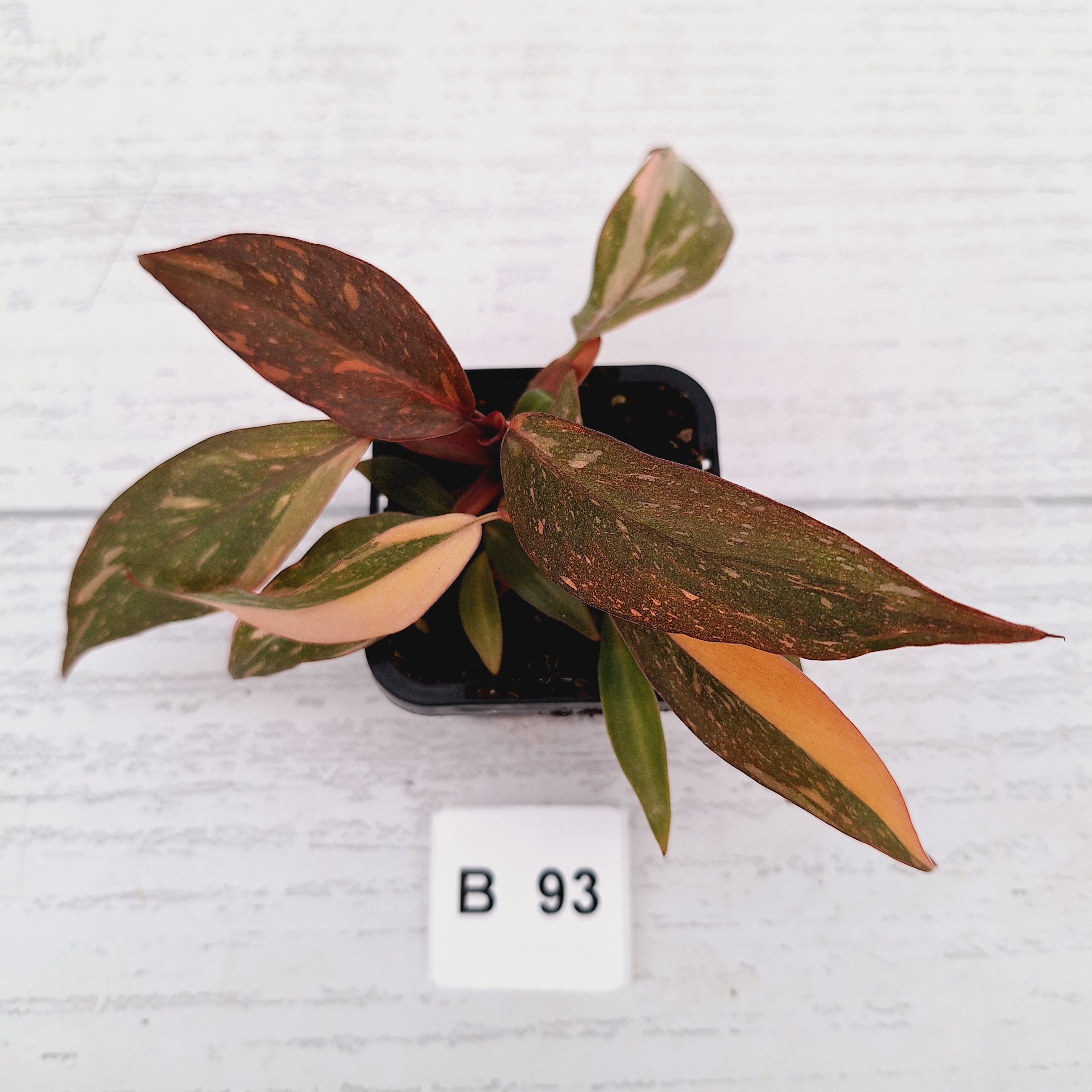 Philodendron 'Orange Princess'