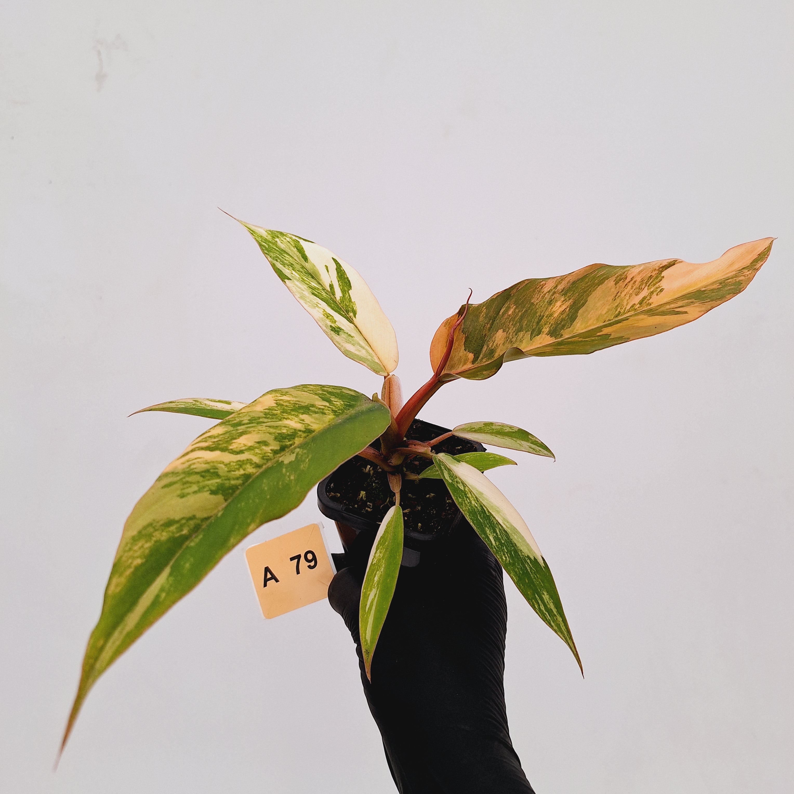 Philodendron serratum Caramel Marble