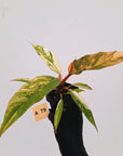 Philodendron serratum Caramel Marble