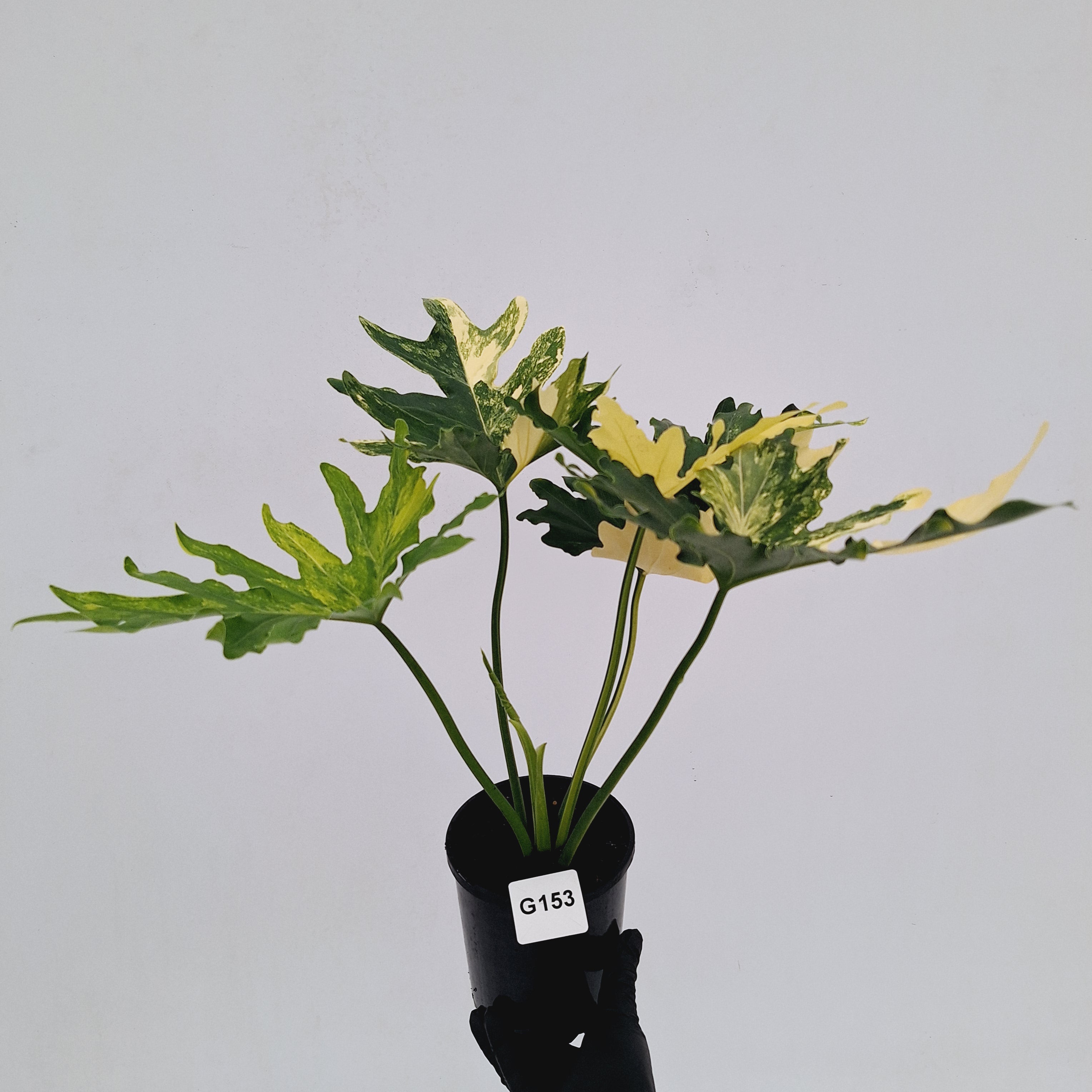 Thaumatophyllum bipinnatifidum variegata